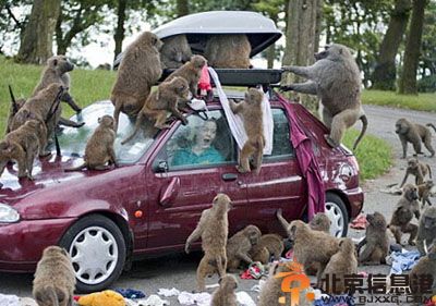 搞笑表情界最美图片 画面太美我不忍独看