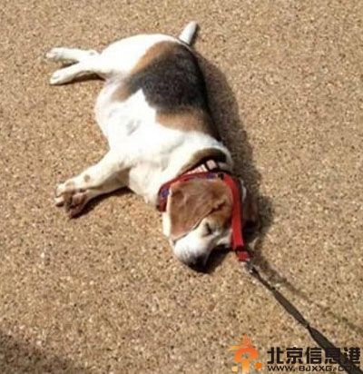 搞笑图片最佳熊孩子 妥妥的有前途