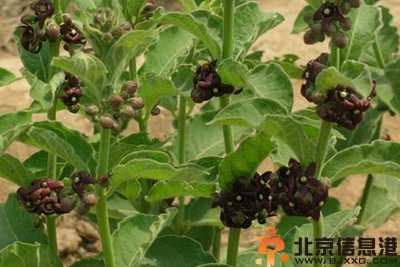 中草药白薇功效有哪些 盘点白薇功效和作用
