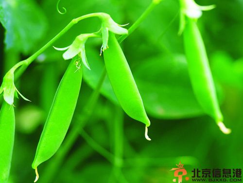 盘点豌豆的营养价值及功效 注意适用人群是关键