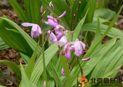 中草药白芨功效有哪些 盘点白芨功效和作用