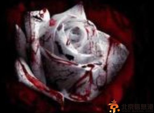 悬疑<a href='http://www.bjxxg.cn/beijing/gushi/' target='_blank'><u>故事</u></a>之惊魂马戏团 大象杀人的背后