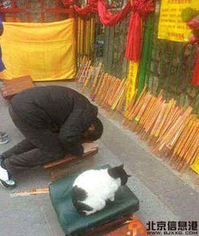 搞笑图片虔诚的喵星人 本喵也来求姻缘