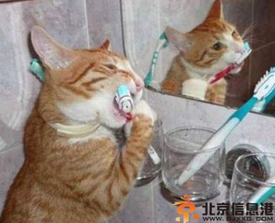 搞笑图片虔诚的喵星人 本喵也来求姻缘