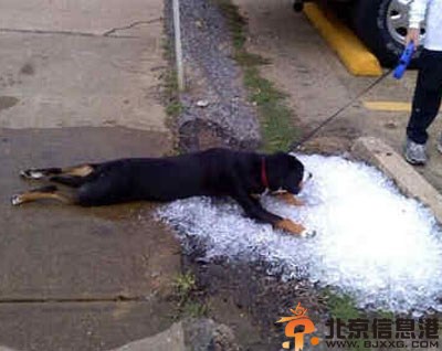 搞笑图片尔乃何方妖孽 有一种爱叫不放手