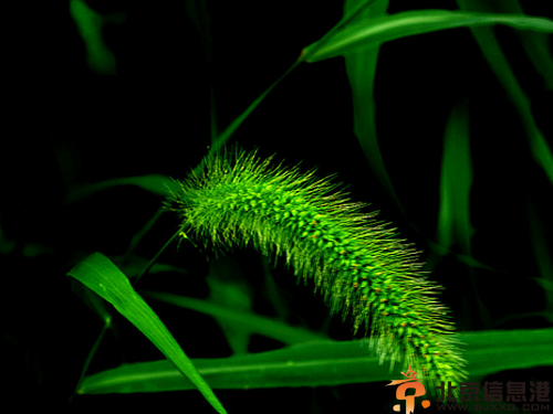 狗尾巴草花语解析 狗尾巴草的传说