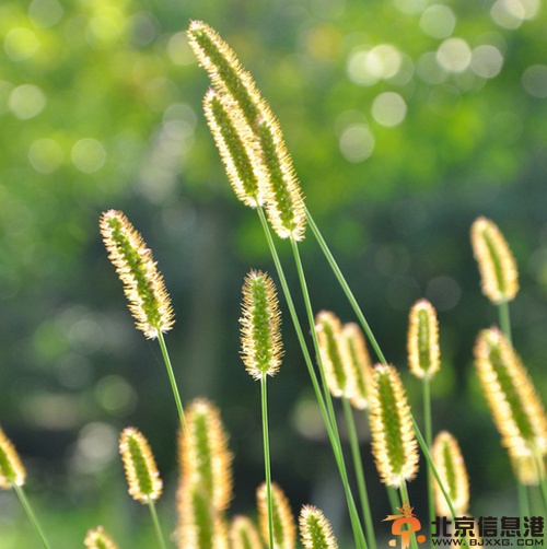 狗尾巴草花语解析 狗尾巴草的传说