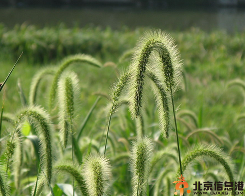 狗尾巴草花语解析 狗尾巴草的传说