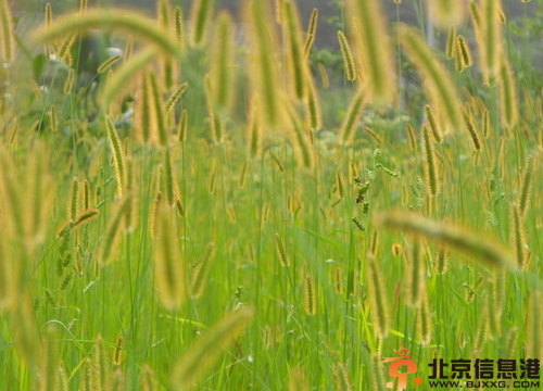 狗尾巴草花语解析 狗尾巴草的传说