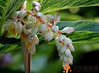 草豆蔻的功效与作用及食用方法 分享草豆蔻做法