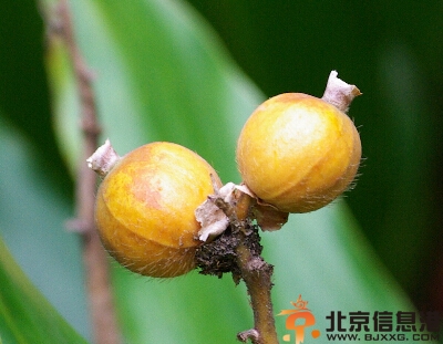草豆蔻的功效与作用及食用方法 分享草豆蔻做法