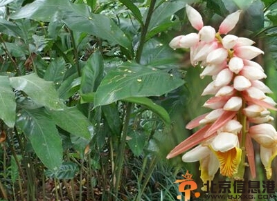 草豆蔻的功效与作用及食用方法 分享草豆蔻做法