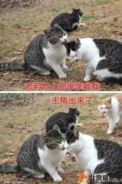 搞笑喵星人图片 看到秀恩爱的就该这样做