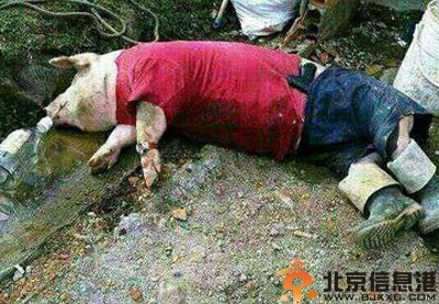 搞笑图片好形象的眼镜蛇 二师兄真喝多了