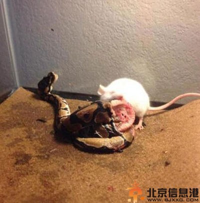 搞笑图片好形象的眼镜蛇 二师兄真喝多了