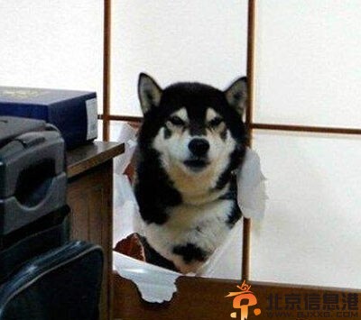 逗比哈士奇的搞笑图片 主人主人叫我干什么