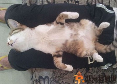 亮点图大爷是准备一夜暴富了 现在导游蛮拼的
