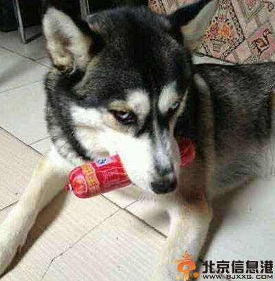 亮点图大爷是准备一夜暴富了 现在导游蛮拼的