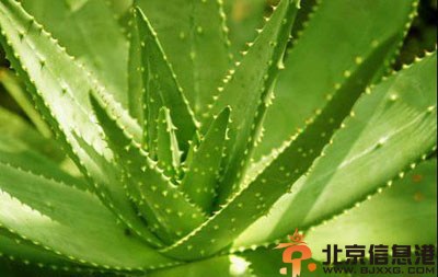 教你全身美白的有效方法 变成真正的白富美