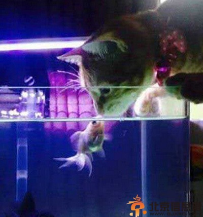 搞笑图片二逼青年欢乐多 好内涵的内射快巴呀