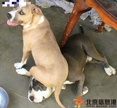搞笑图片傲娇的模特 为了吃不要命的节奏呀