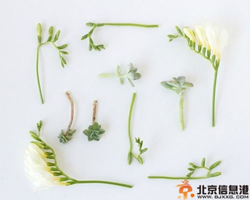 DIY多肉植物胸花教程 让你的婚礼一样很出彩