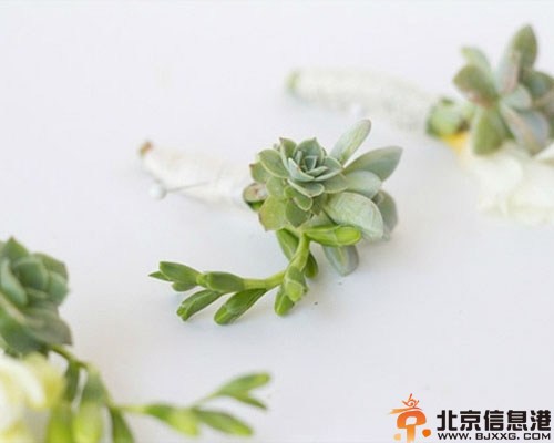 DIY多肉植物胸花教程 让你的婚礼一样很出彩
