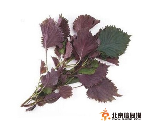 解表药有哪些 分析其主治功效性能特点