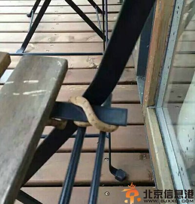搞笑图片这个心态还想做娃娃 二师兄愿望实现了