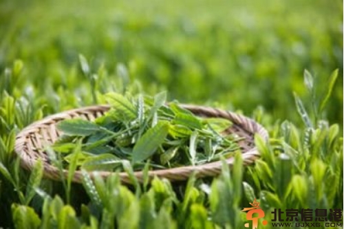 自制补水保湿化妆水方法大全 健康养颜护肤