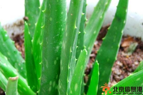自制补水保湿化妆水方法大全 健康养颜护肤