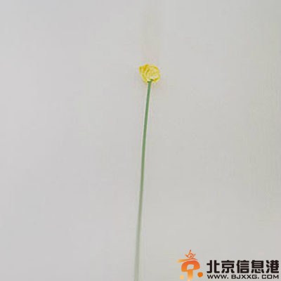 DIY纸艺桌花制作步骤 不输鲜花的美貌