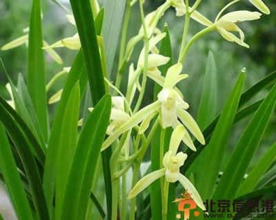 建兰的养殖方法和注意事项 教你建兰怎么养
