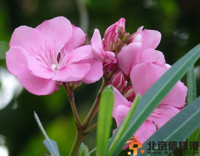 夹竹桃有毒吗 详解夹竹桃中毒症状