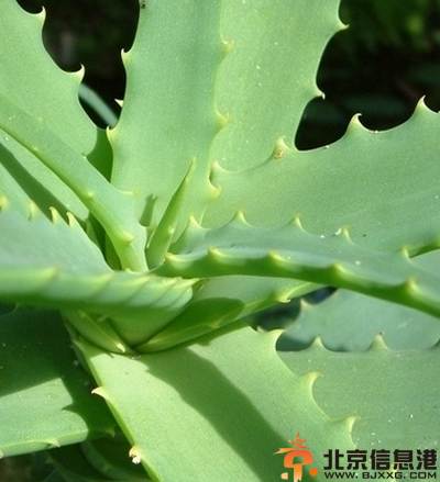 清肠排毒食谱推荐 芦荟成为排毒首选