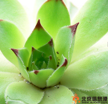 清肠排毒食谱推荐 芦荟成为排毒首选