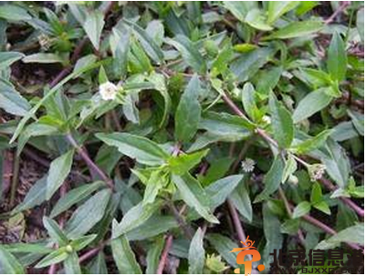 收敛药有哪些 收敛药的使用范围