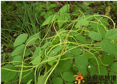 收敛药有哪些 收敛药的使用范围