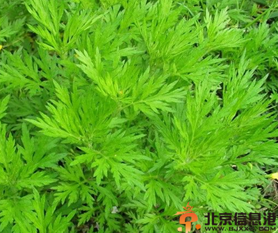 卧室里帮助睡眠的植物有哪些 盘点能帮助睡眠的植物