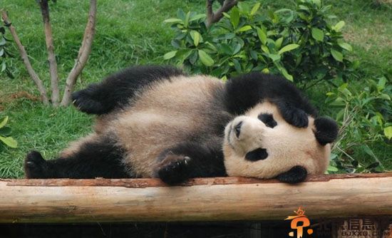 中央赠澳门熊猫心心死亡 死亡原因疑肾衰竭照片曝光