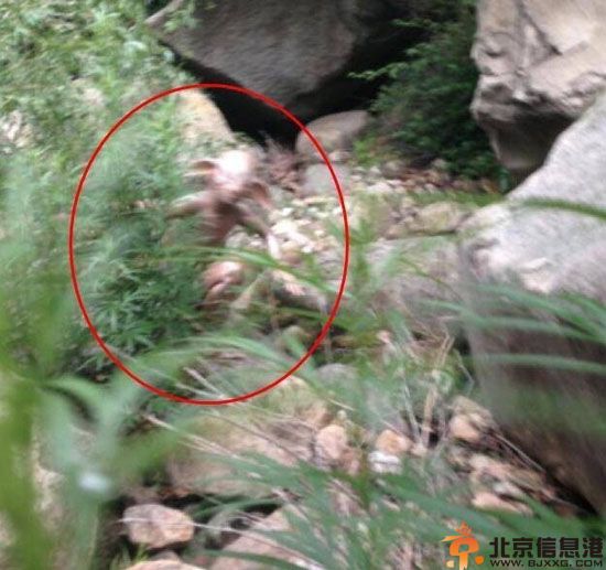 北京怀柔惊现怪兽图片 人形大耳怪兽引热议