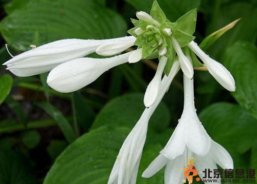 玉簪花有毒吗 分享玉簪花花语是什么