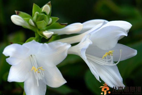 玉簪花有毒吗 分享玉簪花花语是什么