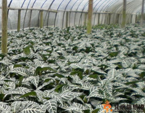 银脉花的养殖方法介绍 银脉花图片欣赏