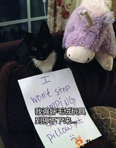 搞笑图片喵星人的忏悔录 喵星人们所犯下的罪行集