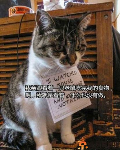 搞笑图片喵星人的忏悔录 喵星人们所犯下的罪行集