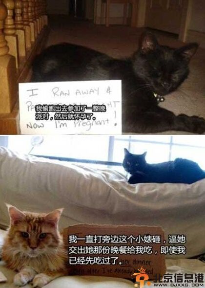 搞笑图片喵星人的忏悔录 喵星人们所犯下的罪行集