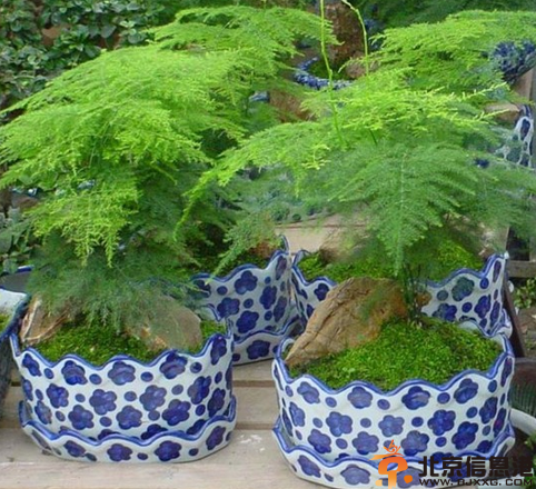 室内植物大全 分享6种常见植物的功效