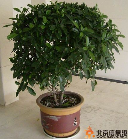 室内植物大全 分享6种常见植物的功效