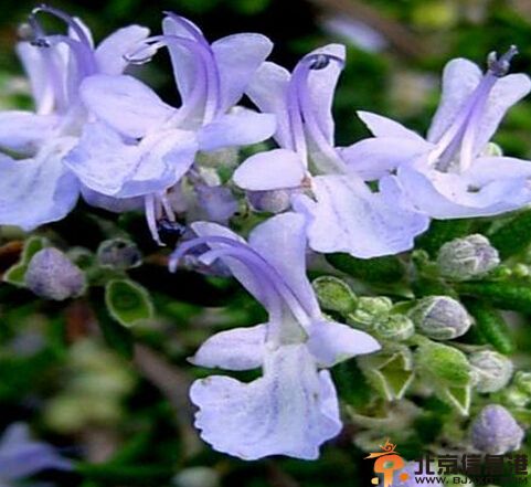 迷迭香的功效与作用 迷迭香的花语解析